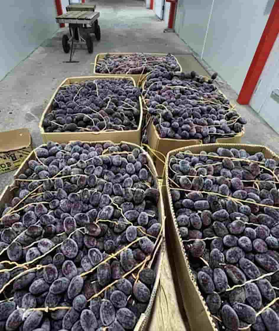 خرمای مضافتی حاجی‌آباد مناسب برای بسته‌بندی و سفارش عمده